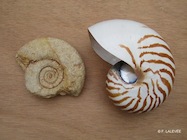 ammonite et nautile