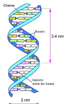 l'hlice de l'ADN