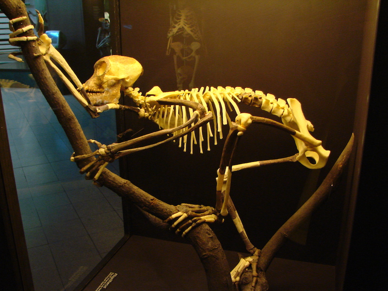 Squelette de Proconsul