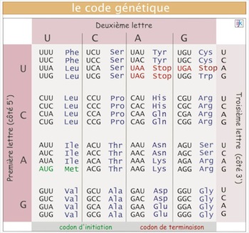 code génétique ARN
