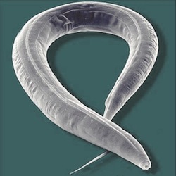 Ver Caenorhabditis elegans