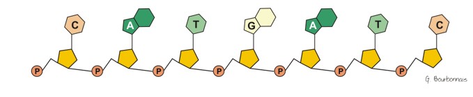 schéma de la molécule d'ADN