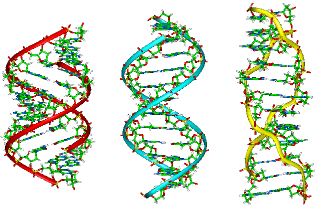 Formes d'ADN