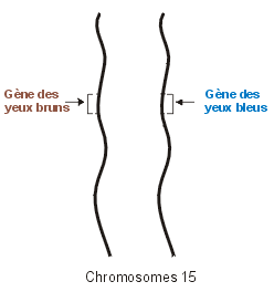 Chromosomes homologues