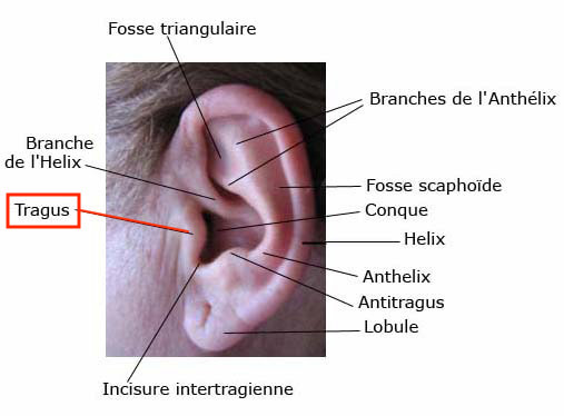 tragus