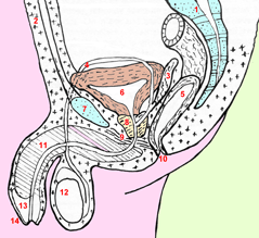 organes génitaux masculins