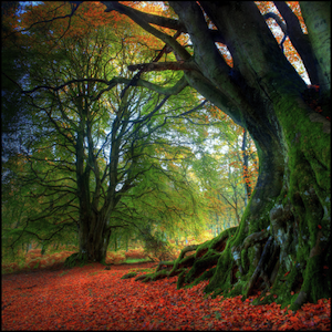 automne - © Angus Clyne / Flickr