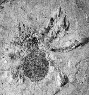 araignée fossile