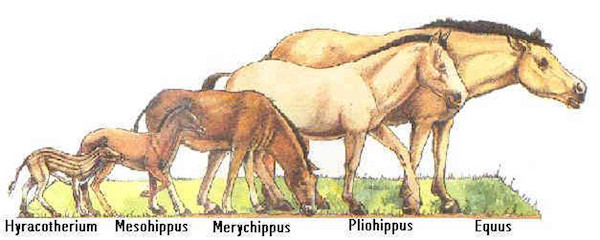 ancêtres des chevaux