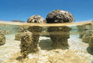stromatolithe en Australie